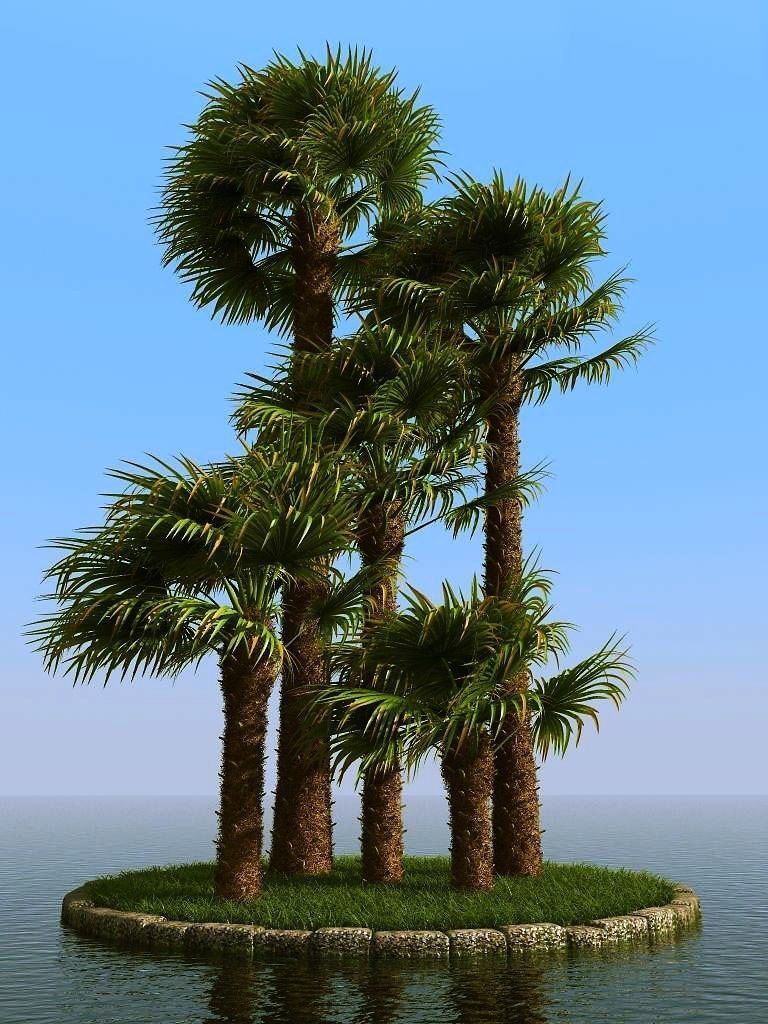 palm trees 3D model_66