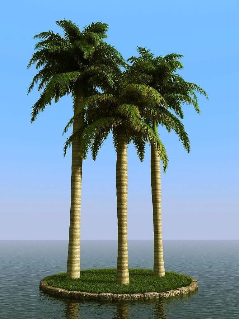 palm trees 3D model_53