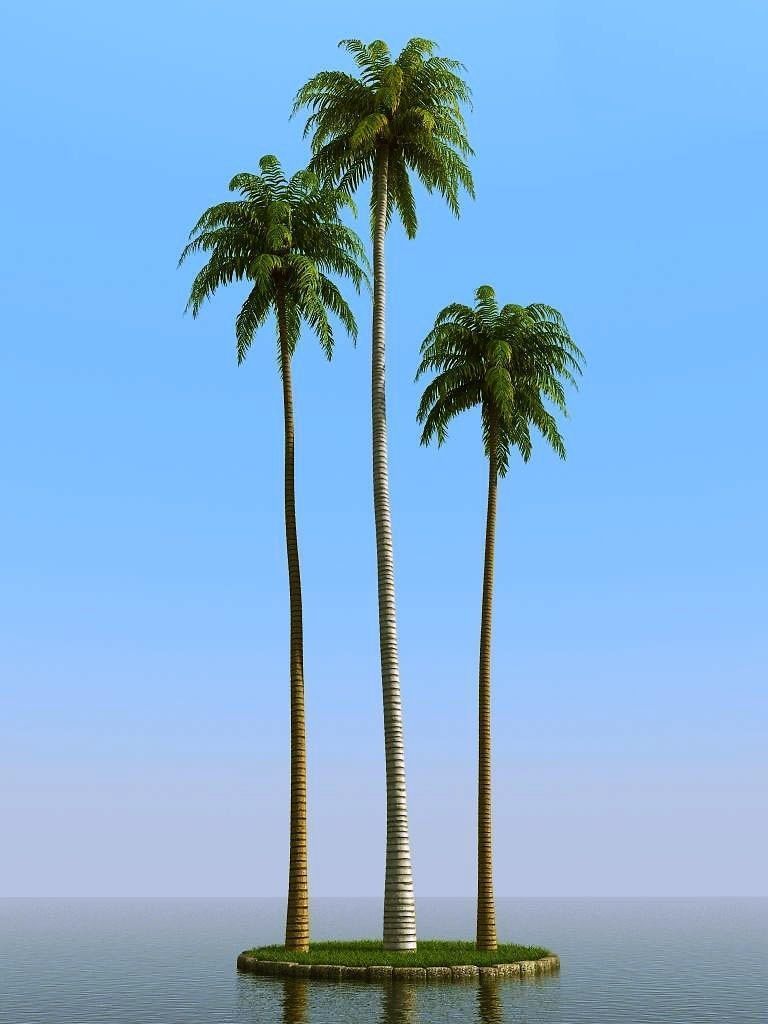 palm trees 3D model_35