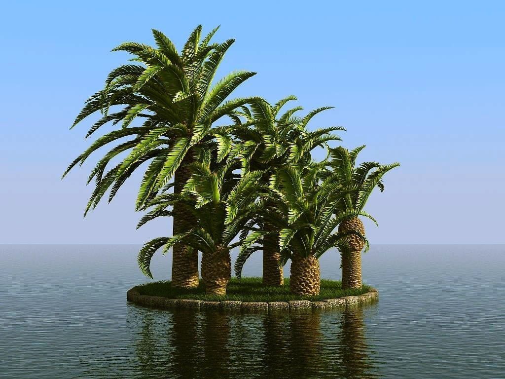 palm trees 3D model_64