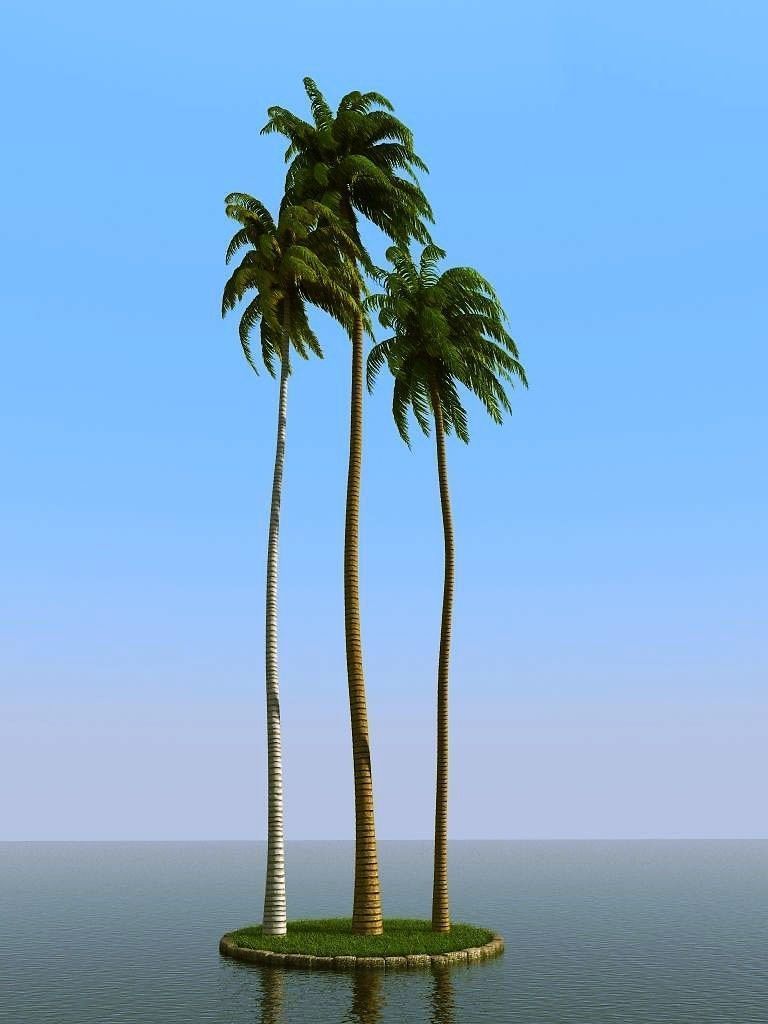 palm trees 3D model_34