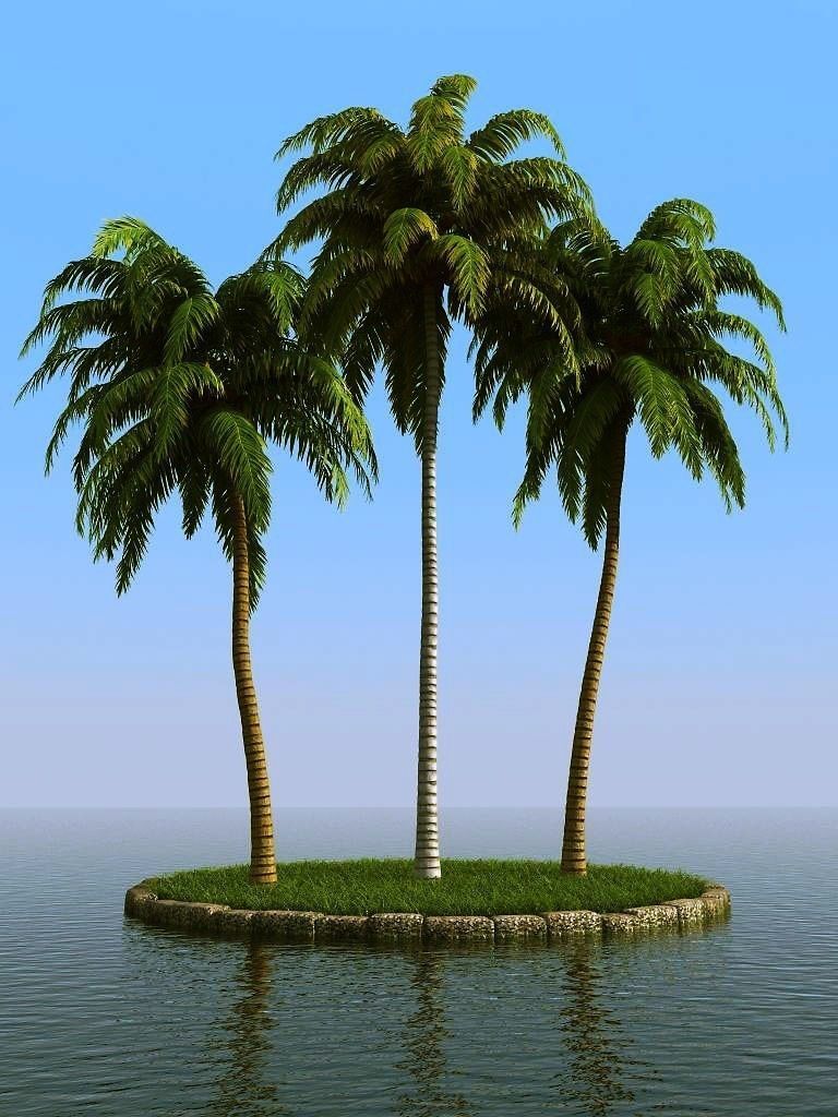 palm trees 3D model_20