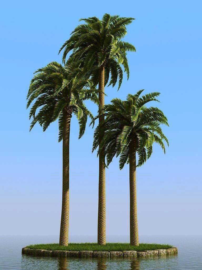 palm trees 3D model_9