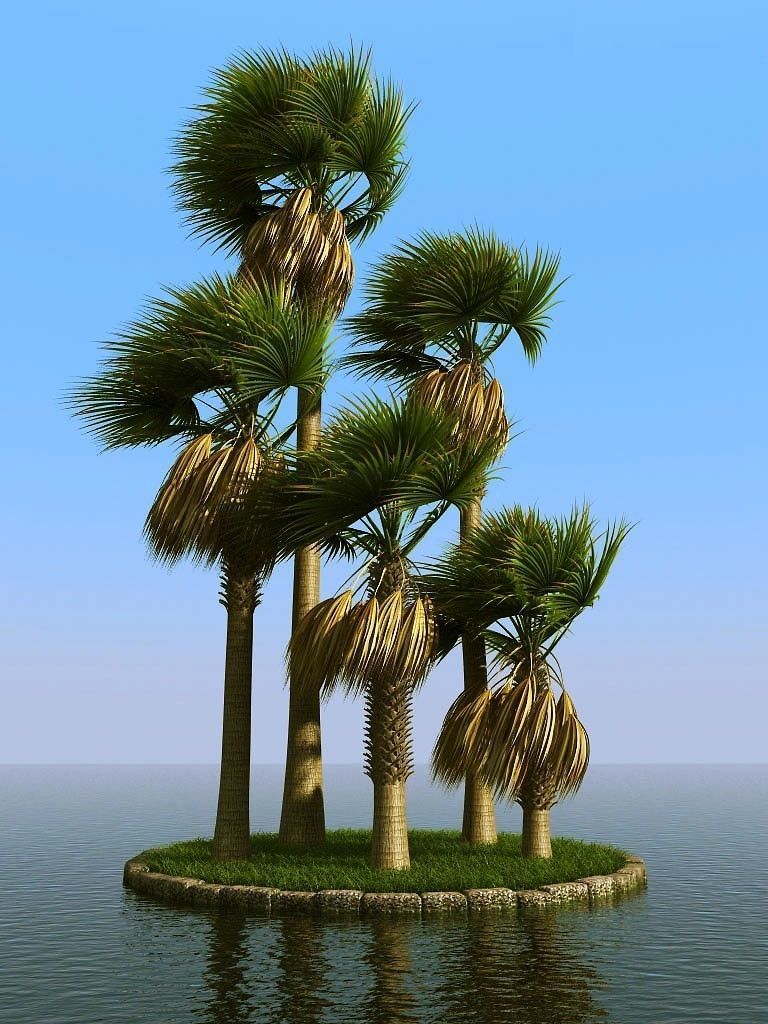 palm trees 3D model_58
