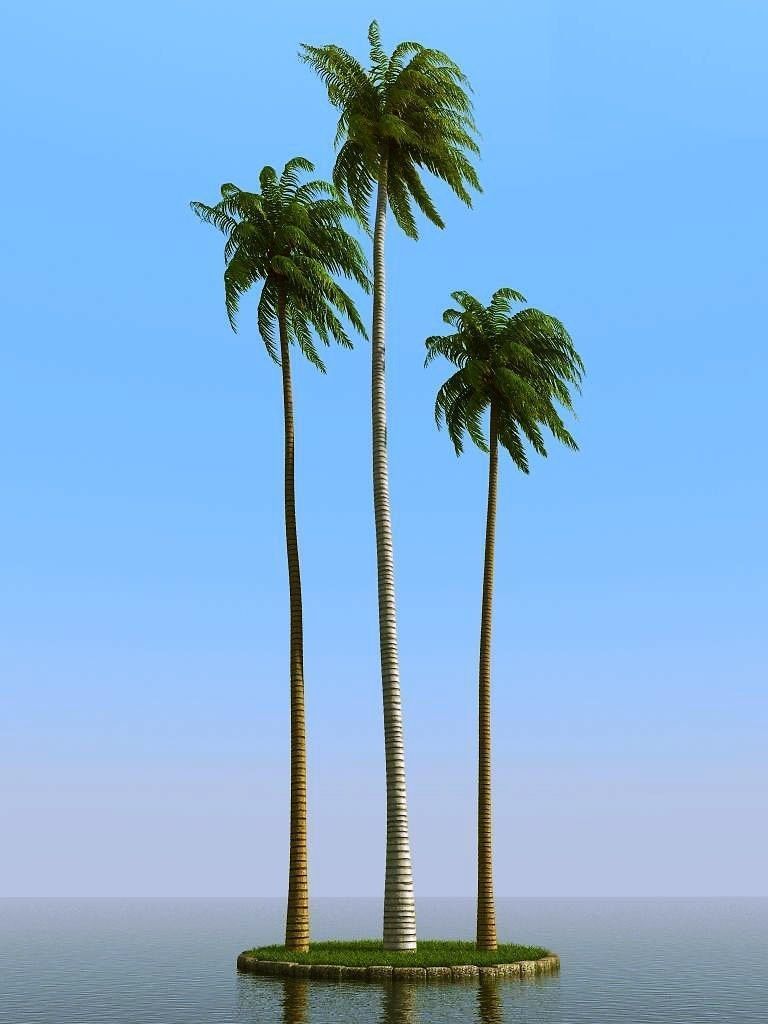 palm trees 3D model_36