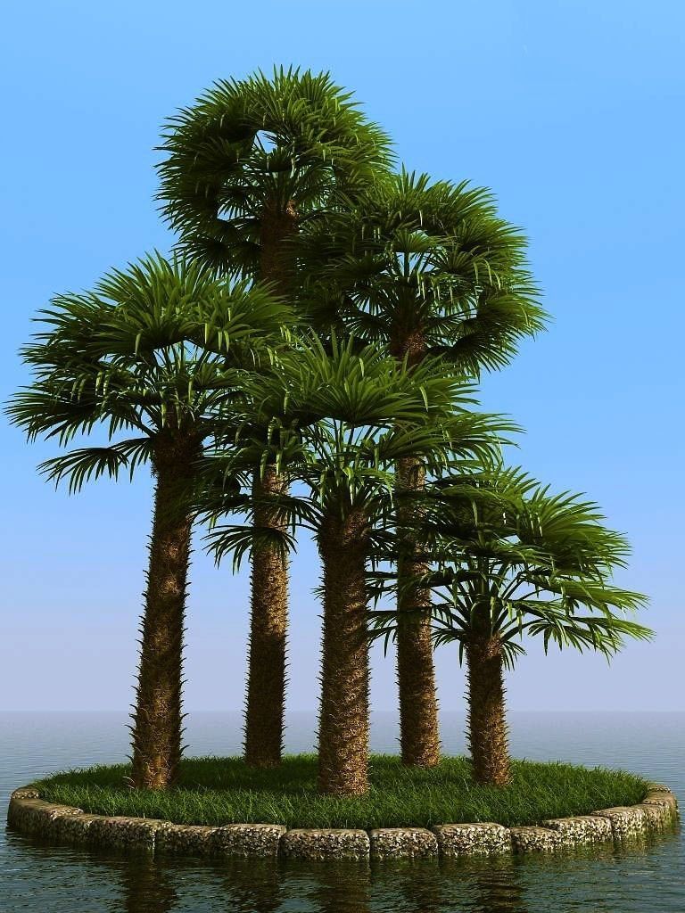 palm trees 3D model_14