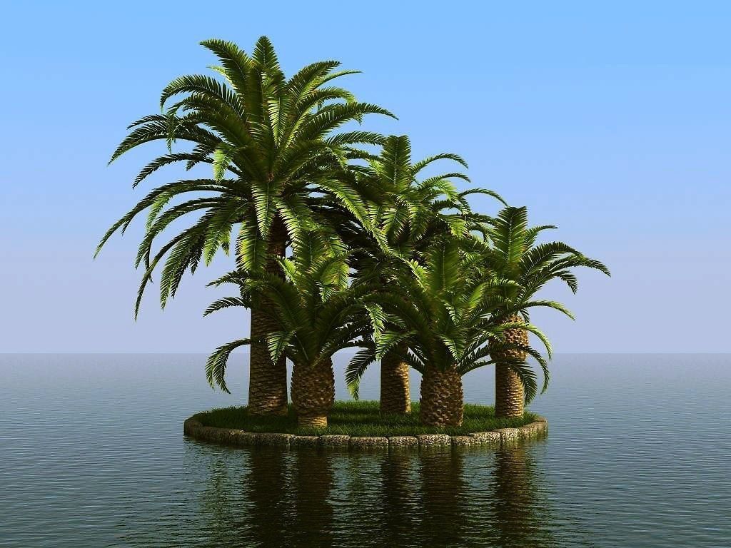 palm trees 3D model_63