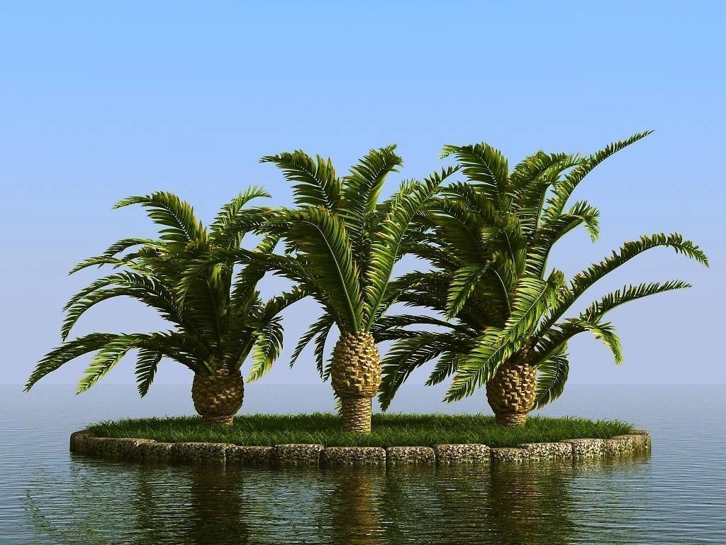 palm trees 3D model_11