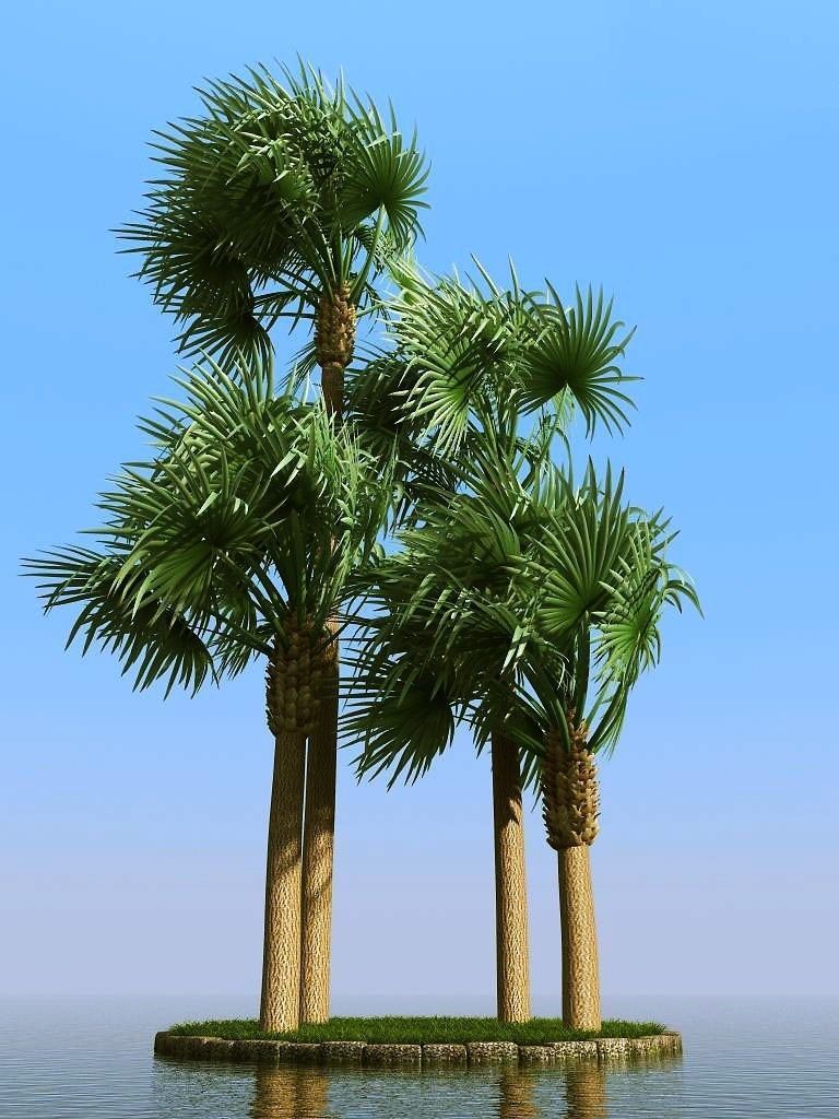 palm trees 3D model_5