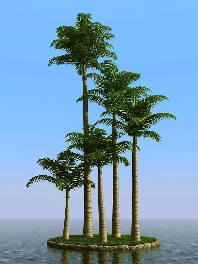 palm trees 3D model_0