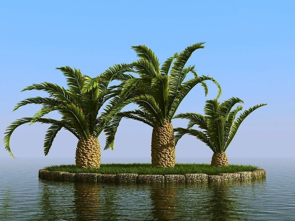 palm trees 3D model_13