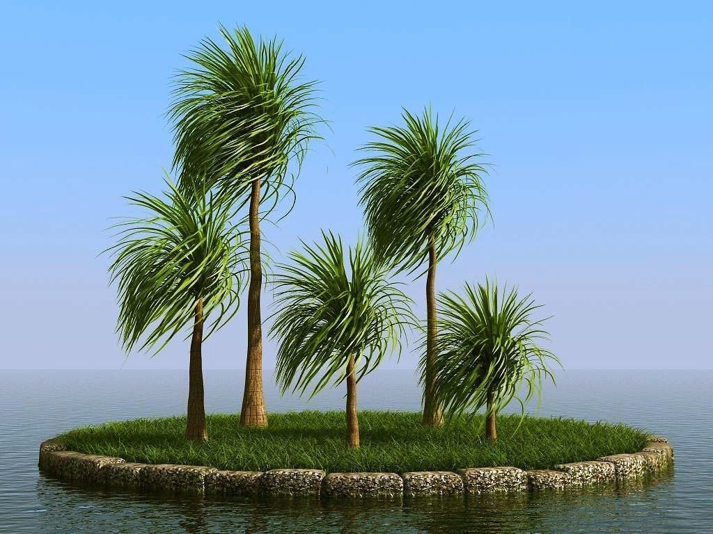 palm trees 3D model_50