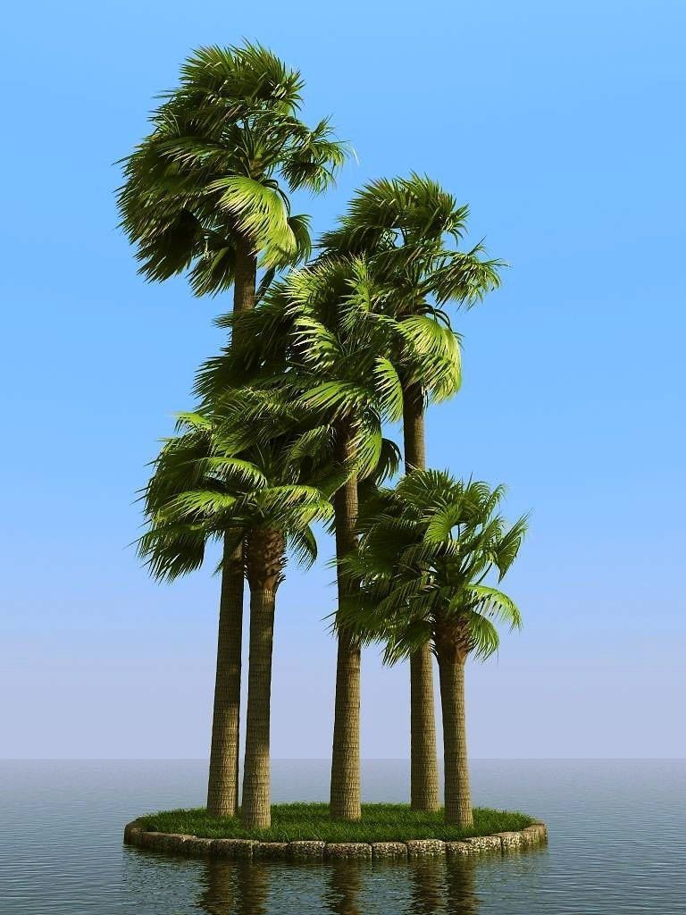 palm trees 3D model_46