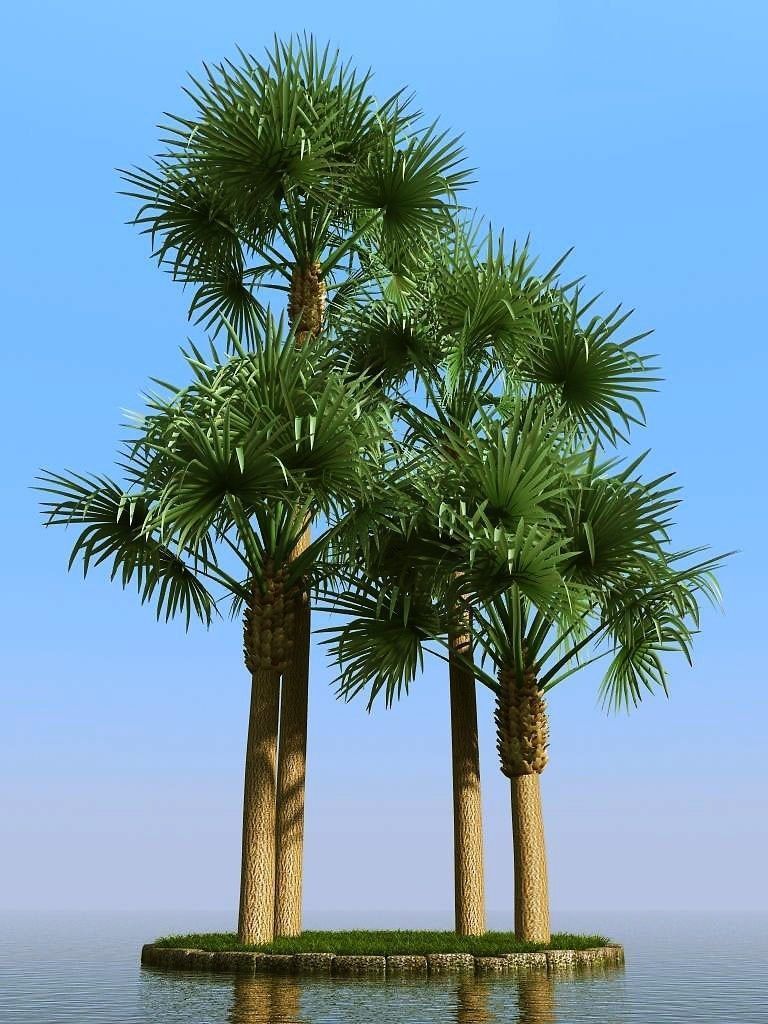 palm trees 3D model_4