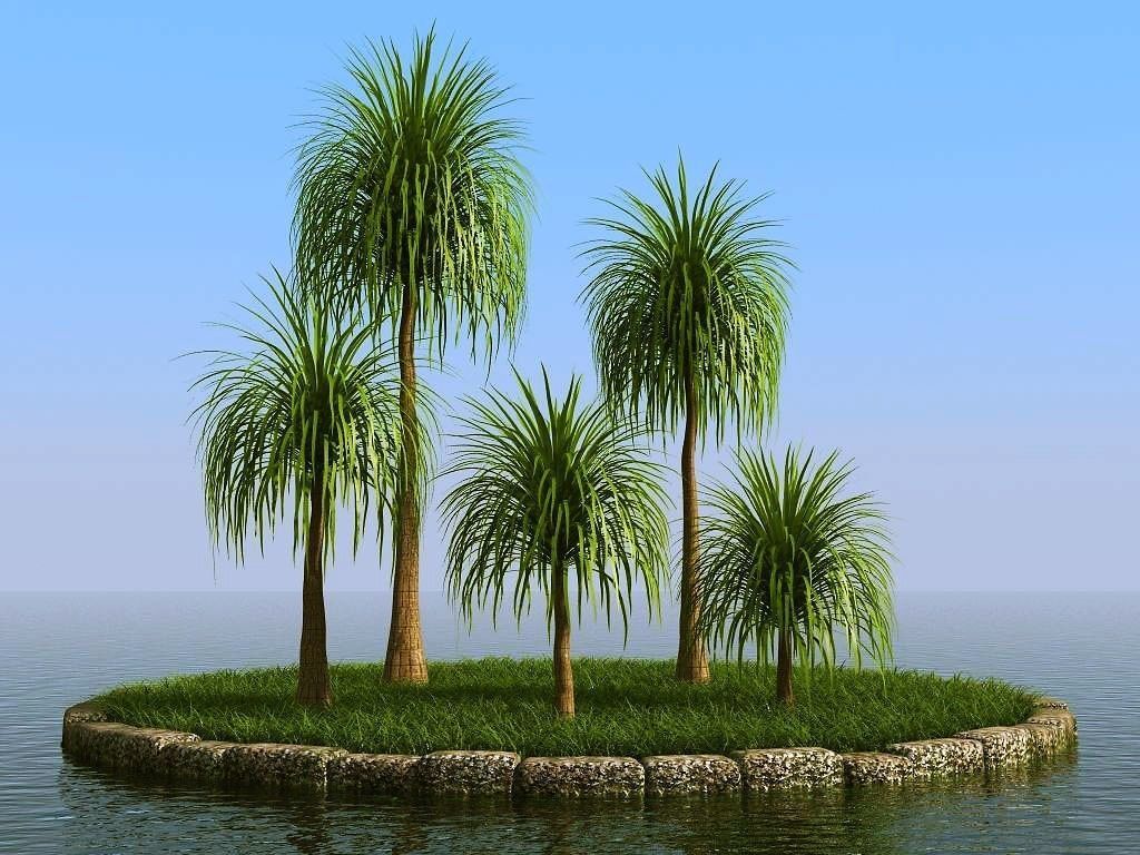 palm trees 3D model_49