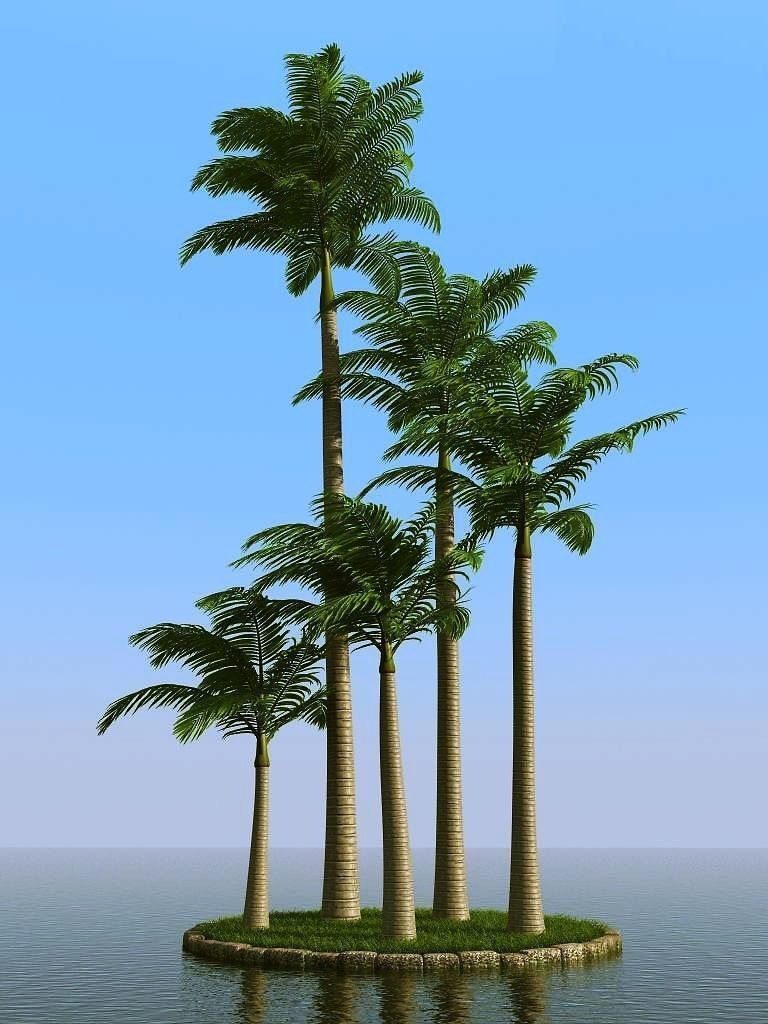 palm trees 3D model_1