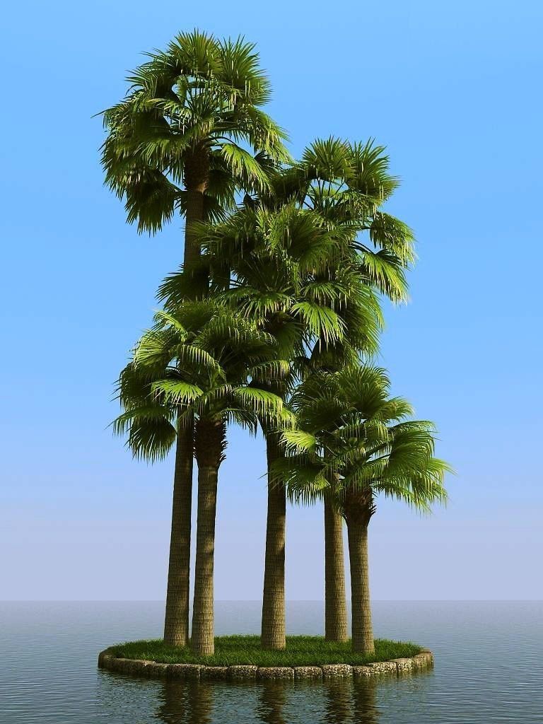 palm trees 3D model_45