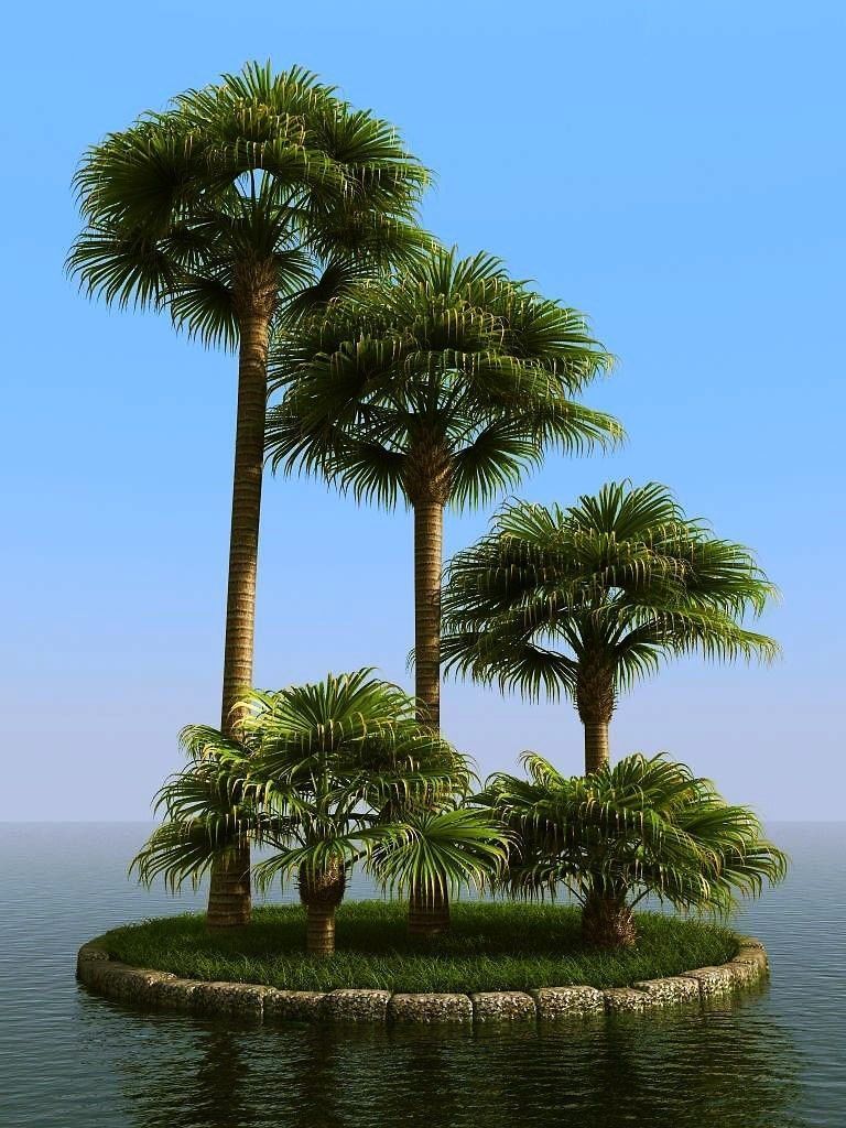 palm trees 3D model_41