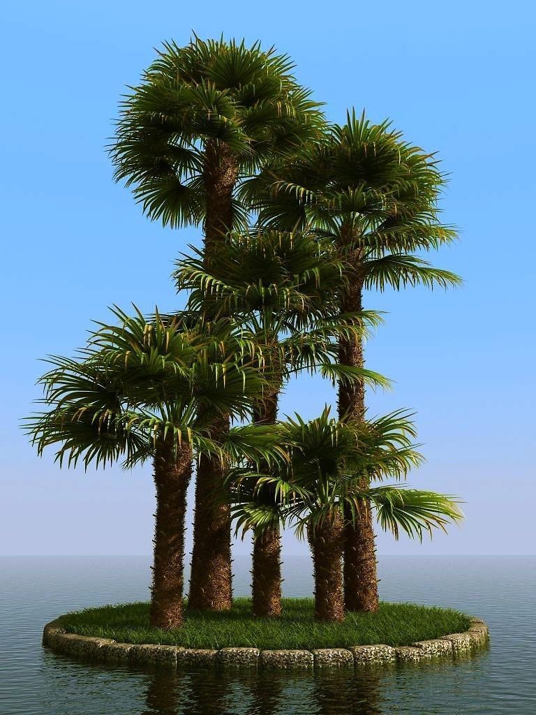 palm trees 3D model_65