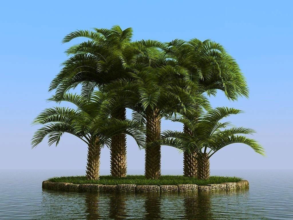 palm trees 3D model_47