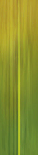 palm trees 3D model_86