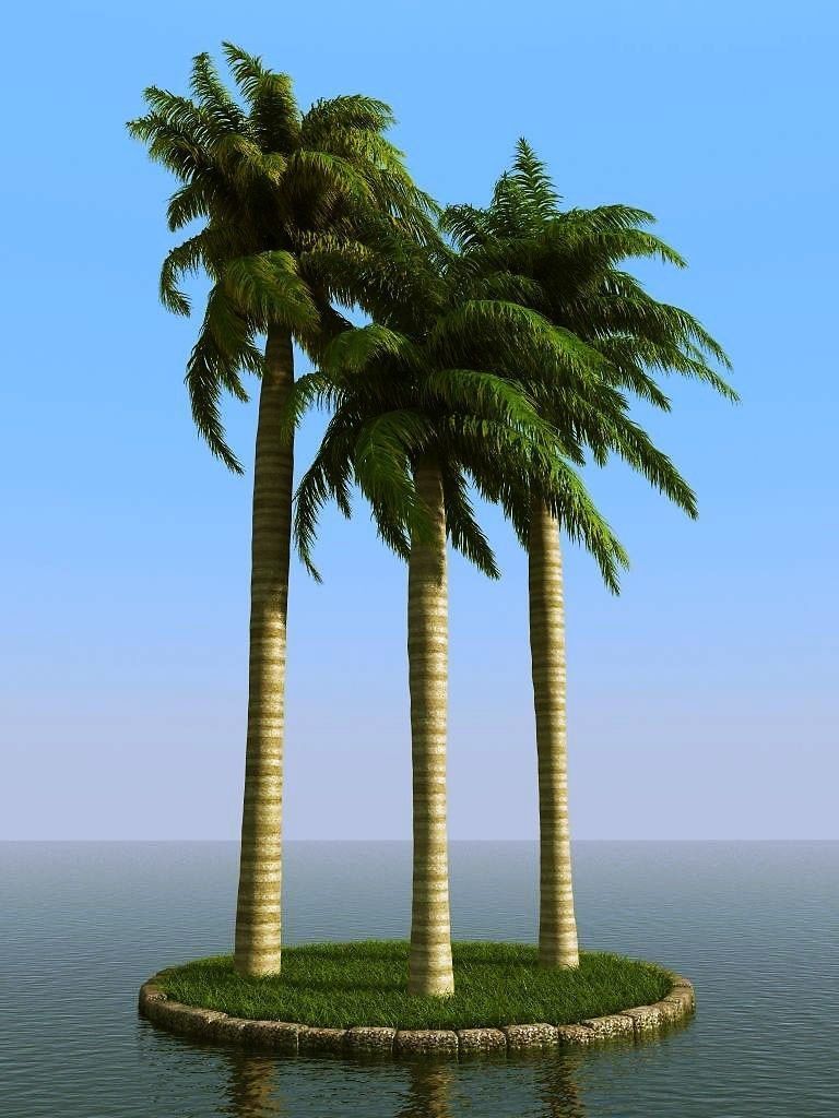 palm trees 3D model_54