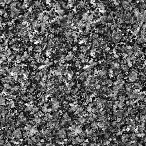 palm trees 3D model_92