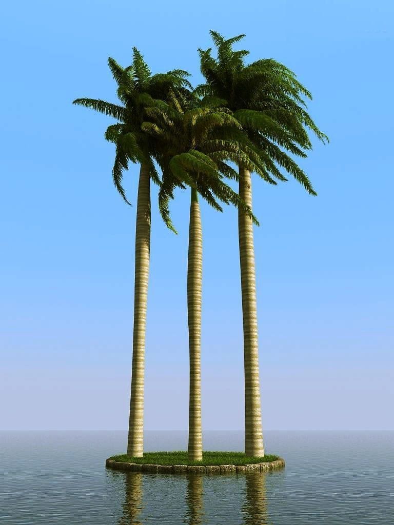 palm trees 3D model_56