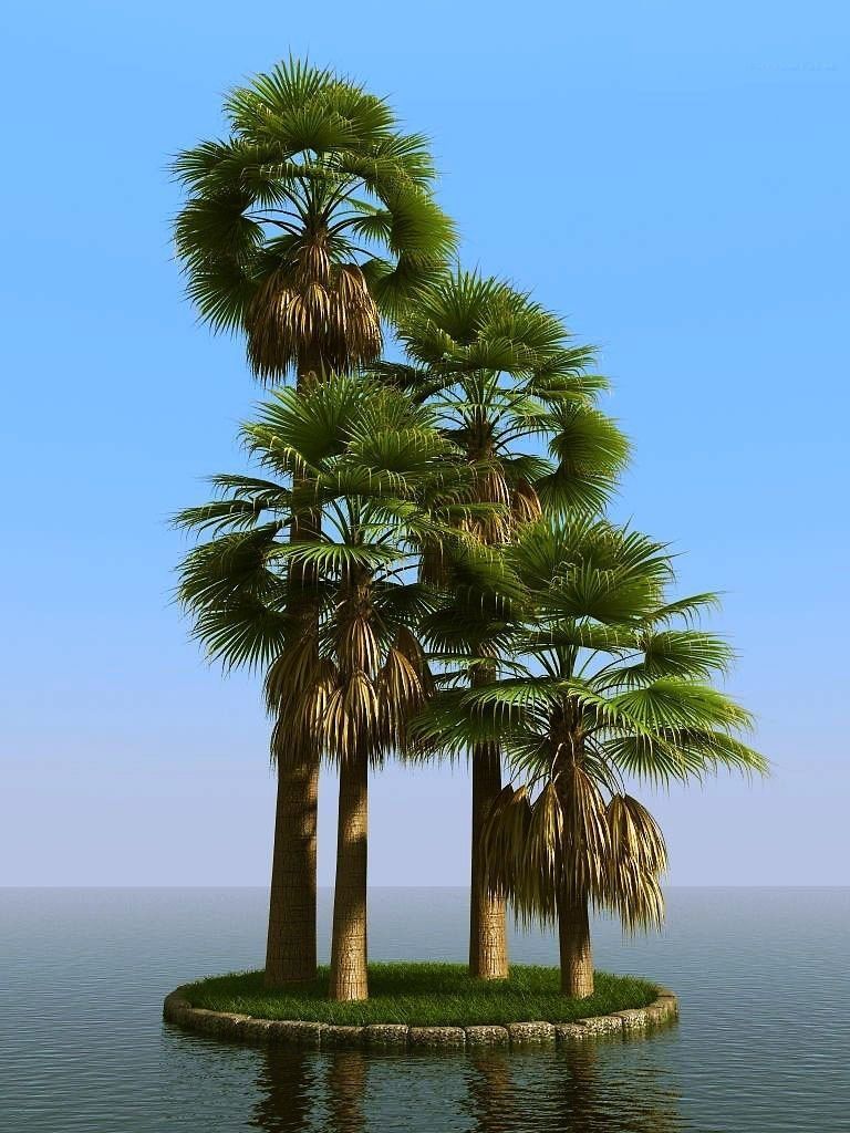 palm trees 3D model_61