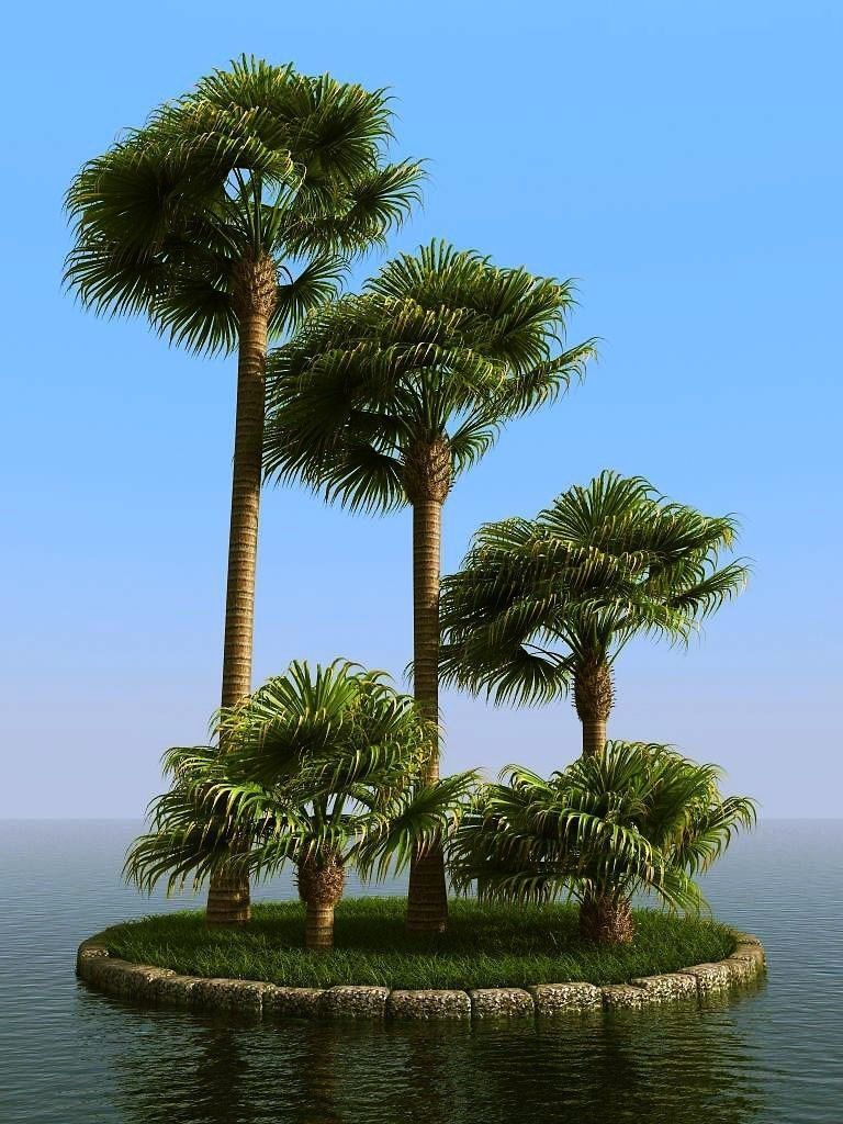 palm trees 3D model_42