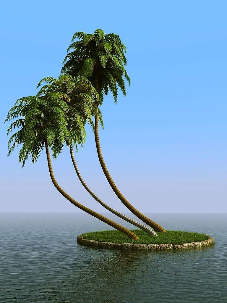 palm trees 3D model_25