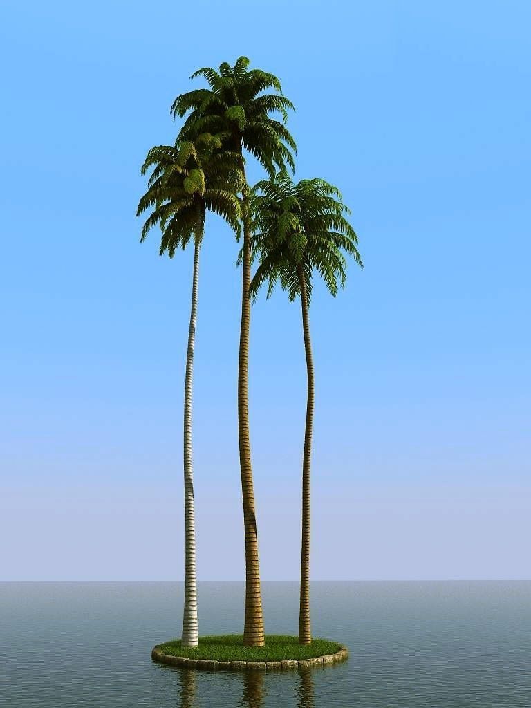 palm trees 3D model_33