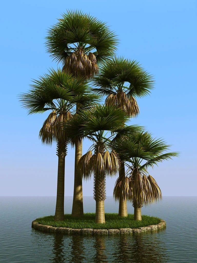 palm trees 3D model_57