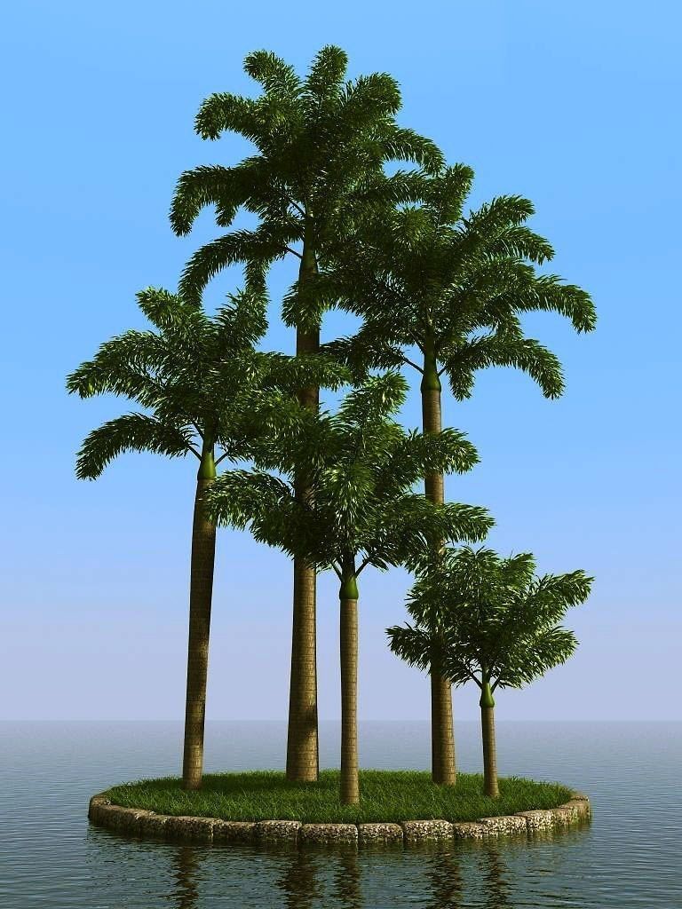 palm trees 3D model_37
