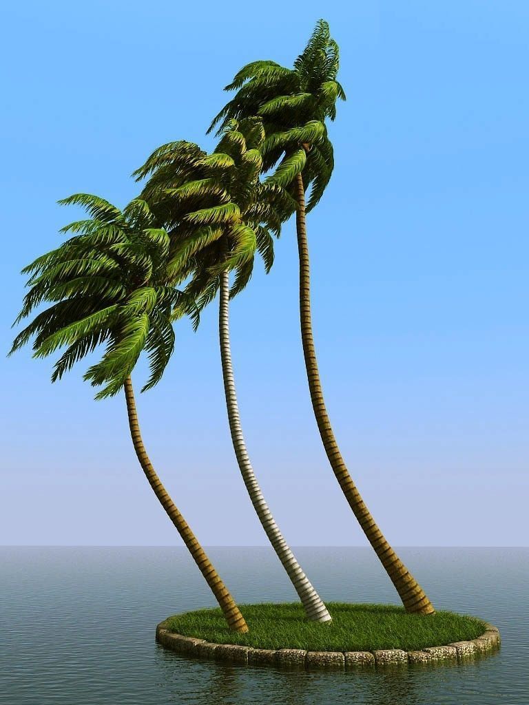 palm trees 3D model_30