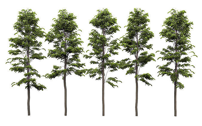5 Oak Tree Models - Quercus Petraea 3D model