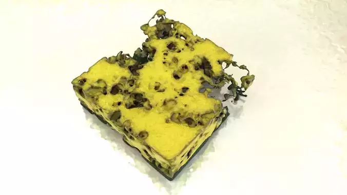 Spoiled Sponge Free 3D model