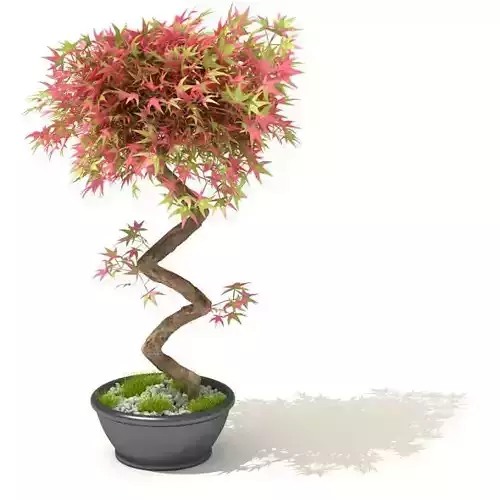 Pink Flower Pot Plant