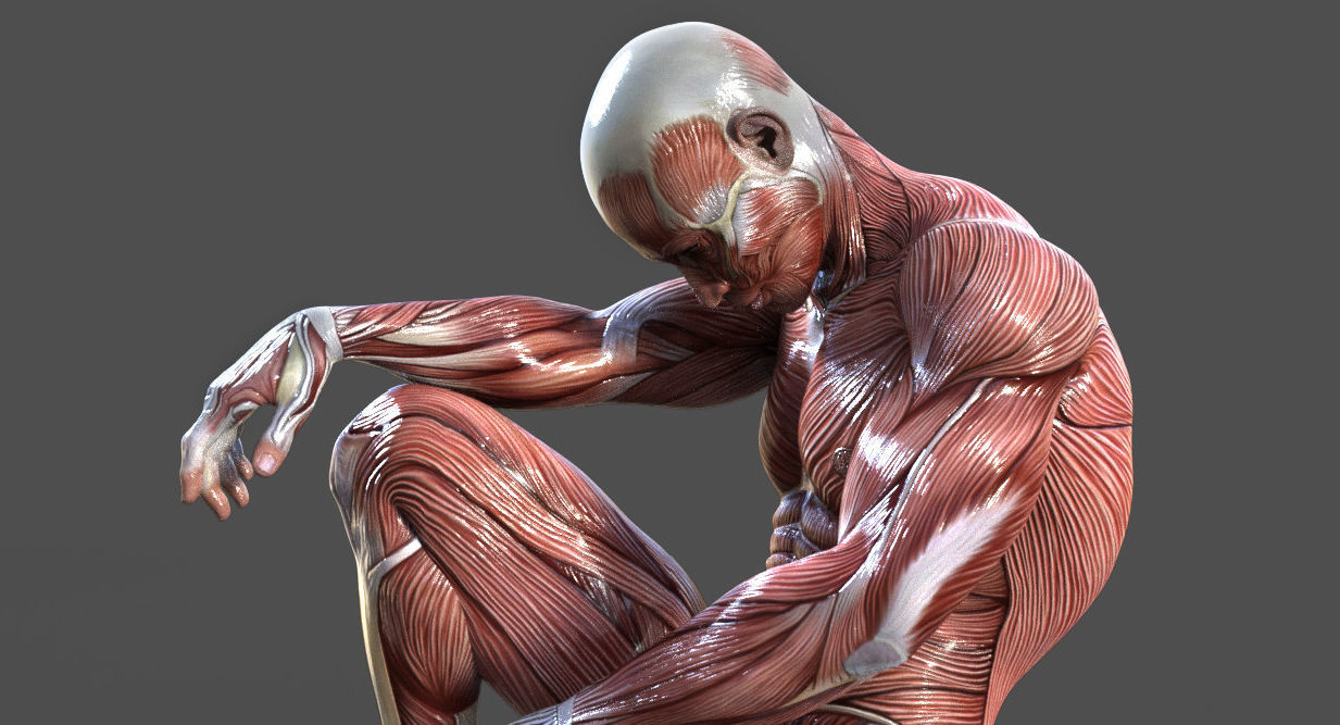 GodPose Anatomy 3D model 3D model_2