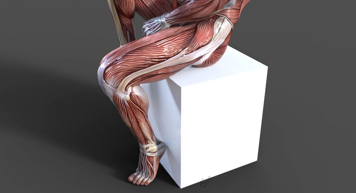 GodPose Anatomy 3D model 3D model_3