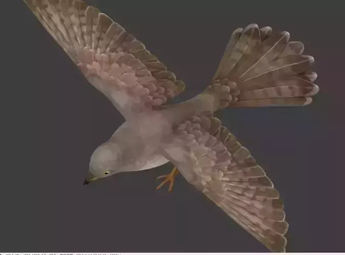 cuckoo bird in flight