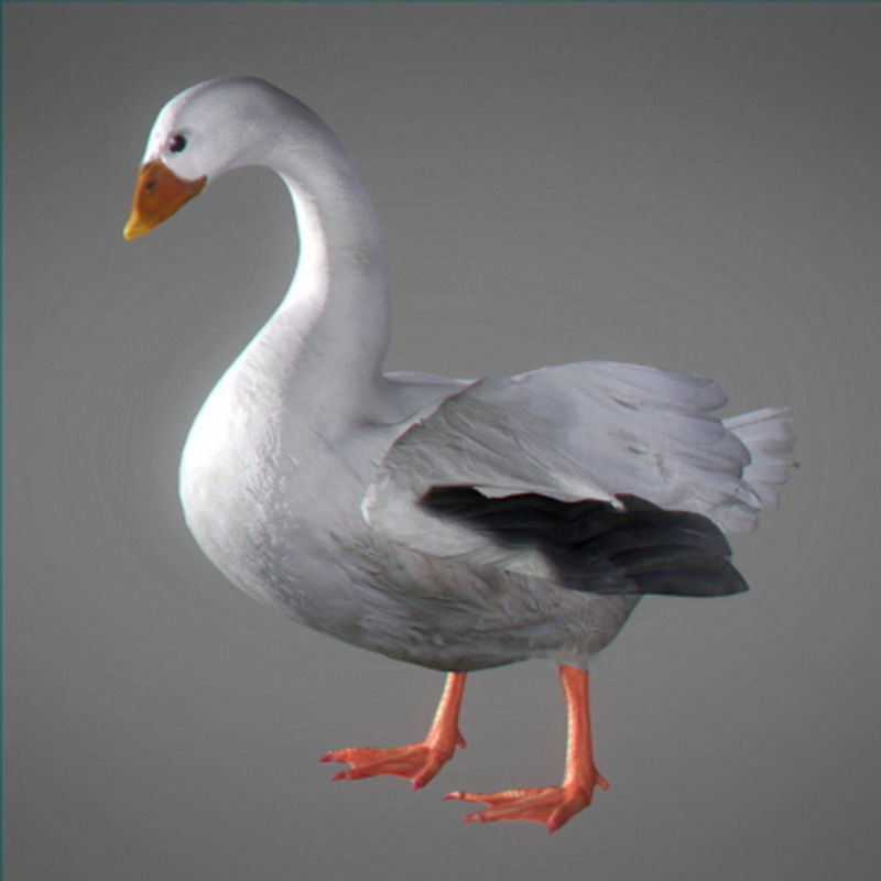 Pack - Farm Animals 3D model_31