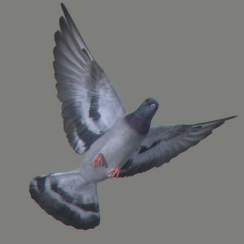 Pack - Farm Animals 3D model_6