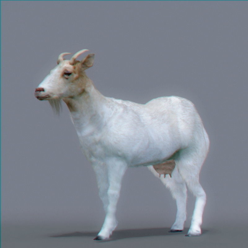 Pack - Farm Animals 3D model_17