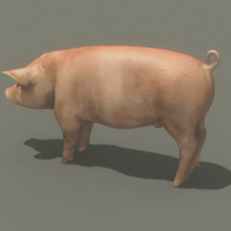 Pack - Farm Animals 3D model_27