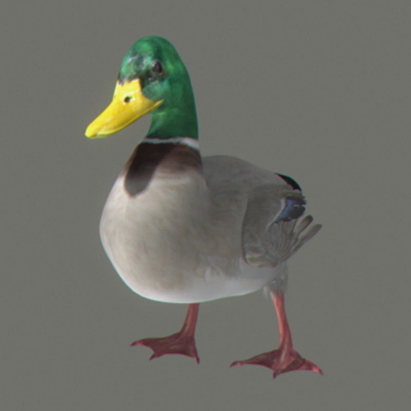 Pack - Farm Animals 3D model_14