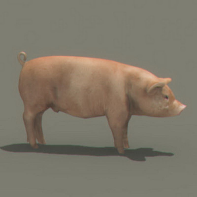 Pack - Farm Animals 3D model_28