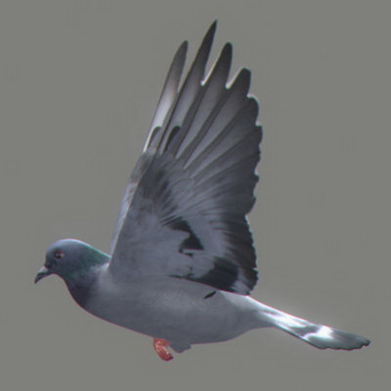 Pack - Farm Animals 3D model_7