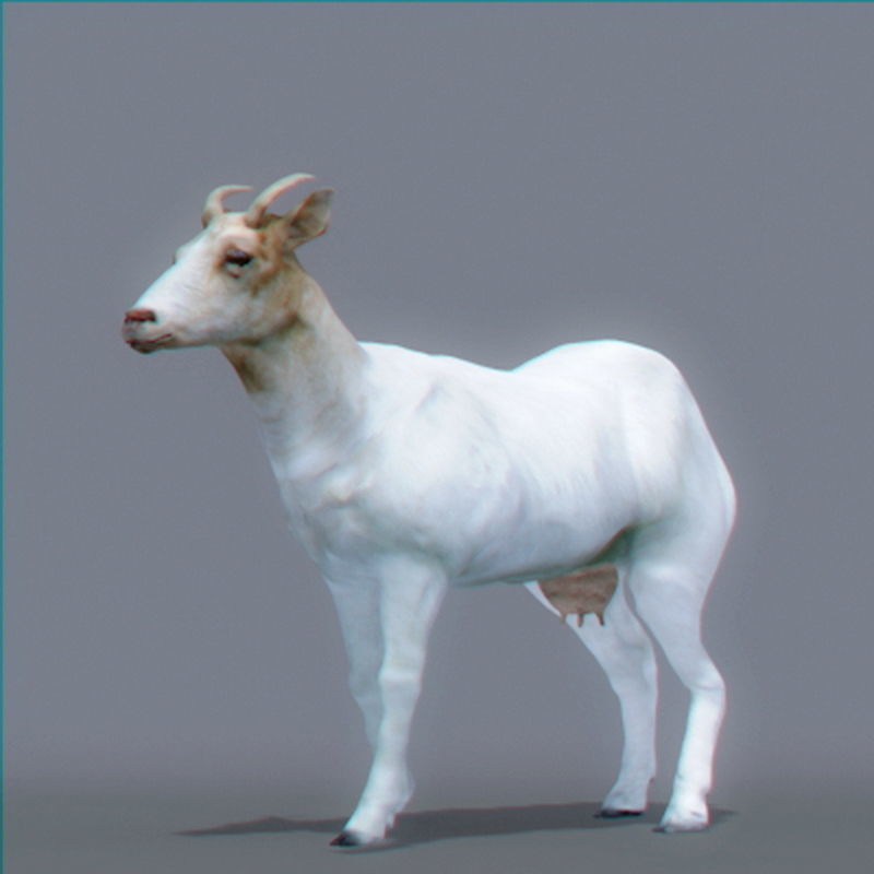 Pack - Farm Animals 3D model_18