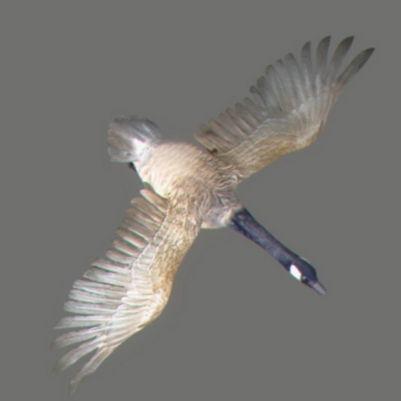 Pack - Farm Animals 3D model_21